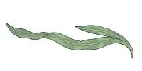 ウィリアムモリス草